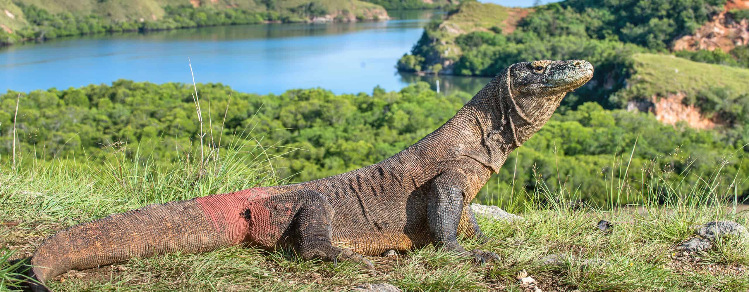 Komodo Dragon On Rinca Island, Indonesia